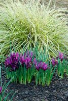 Iris reticulata 'JS Dyt' avec Carex hachijoensis 'Evergold' - Jardin d'hiver des jardins botaniques de Cambridge