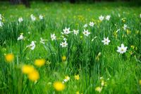 Narcissus poeticus var. recurvus naturalisé en prairie de fleurs sauvages.