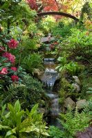Jardin de style oriental avec Acer, Azalea, Gunnera et bambou. Pont en bois sur le ruisseau. Jardin de Newton, Walsall, Royaume-Uni