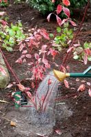 Arrosage à Cornus alba sibirica 'Variegata' - Cornouiller après plantation