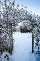 Arc rose dans la neige à travers un jardin ouvert recouvert de neige intacte. Rose is Rosa 'Blairii Number Two' - escalade bourbon