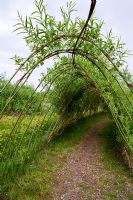 Living Salix - Tunnel de saule