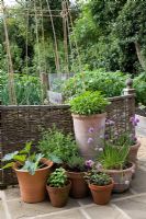 Pots en terre cuite avec courgette, sauge, basilic, thym, ciboulette et menthe par des clôtures tissées en saule dans un petit jardin potager