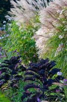 Brassica oleracea 'Redbor', Miscanthus sinensis et Verbena bonariensis au Weihenstephan Gardens, allemand