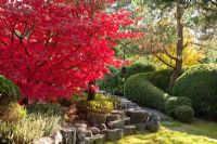 Automne dans un jardin japonais avec un mur en pierre et haie taillée et Acer palmatum 'Osakazuki', Erica, Pinus sylvestris et Taxus baccata