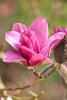 Magnolia Vulcan, avril