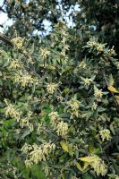 Quercus ilex - Chêne vert avec chatons