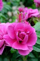 Rosa 'Roseraie de l ' Hay'