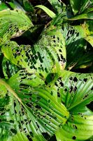 Dégâts de limaces et d'escargots sur les feuilles d'Hosta
