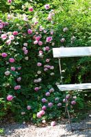 Rosa 'Blush Damask' et banc en roseraie