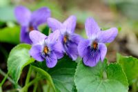Viola odorata - Sweet Violet, Norfolk, Royaume-Uni, avril
