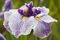 Iris ensata 'Papillon capricien'