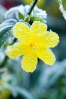 Jasminum nudiflorum - Fleur givrée à la fin de l'automne