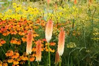 kniphofia 'Tawny King', Helenium 'Sahin's Early Flowerer', Foeniculum vulgare et fleurs jaunes de Ratibida pinnata. La pépinière de spécialiste des plantes, Buckinghamshire