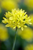 Allium moly - Ail doré