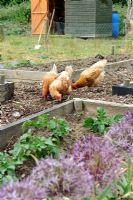 Poulets domestiques, ex poules batterie libre allant sur des parterres de jardins familiaux, Norfolk, Angleterre, mai