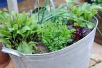 Jardinage en pot, légumes à salade, oignons carottes, laitue et betterave dans un vieux bol en zinc Norfolk, Angleterre, mai