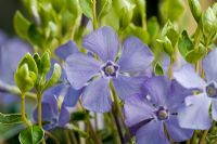 Fleurs bleu vif de Vinca minor 'Ralph Shugert'