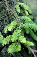 Picea abies 'Pendula' - Nouvelles pousses d'épinette de Norvège pleureuse au printemps