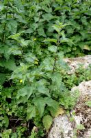 Urtica dioica - Orties piquantes
