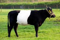 Vache hollandaise typique - Lakenfelder
