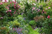 Les vivaces bordent un chemin à travers une roseraie. La plantation contient des roses 'Bonica 2000', 'Heidesommer', 'Play Rose', Alchemilla mollis, Campanula persicifolia et Campanula poscharskyana