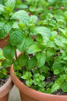 Mentha spicata 'Tashkent Mint' en pot