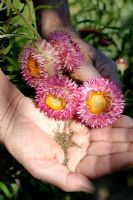 Helichrysum bracteatum, syn. Xerochrysum bracteatum - Graines et fleurs séchées de fleurs de paille