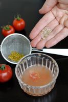 Sauver les graines de tomate - Graines séchées après avoir fermenté la pulpe des fruits pendant quelques jours et rincé