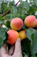 Prunus armeniaca - Récolte d'abricot 'Peche de Nancy'