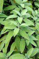 Salvia officinalis - Sauge
