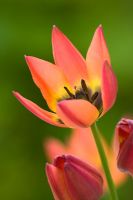 Tulipa 'Little Princess