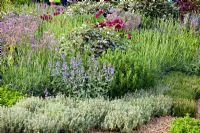 Jardin de fines herbes de Thymus - Thym, Borago officinalis - Bourrache, Lavandula, Rosmarinus - Romarin et Nepeta - Catmint