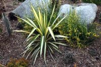 Parterre de gravier avec Yucca filamentosa 'Color Guard'