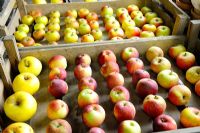 Diverses variétés de pommes stockées dans des plateaux en bois, espacées pour empêcher la transmission de la pourriture, dans un hangar sans gel, Norfolk, Uk, octobre
