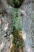 Quercus frainetto - Chêne hongrois, Buxted Park Sussex
