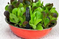 Couper et revenir les feuilles de salade de laitue Cos mixtes poussant dans un pot rouge contemporain