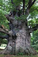 Quercus robur - Grand chêne ancien