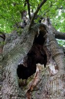 Quercus robur Grand chêne ancien à centre creux