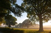 Quercus robur - Chênes dans la brume matinale