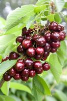Prunus avium - Cerise douce 'Sylvia'