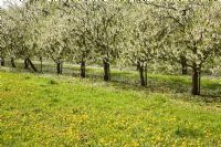 Prunus domestica 'Avalon' - sur St. Julien 'A ' Plum Trees in Blossom
