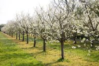 Prunus domestica 'Avalon' sur porte-greffe Saint-Julien 'A' - Pruniers en fleurs -