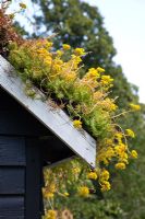 Acre Sedum - Orpin mordant planté sur un 'toit vert' - 'The Home Front Garden', médaillé de bronze, RHS Hampton Court Flower Show 2011