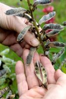 Lupinus russeliana - Récolte des gousses et des graines