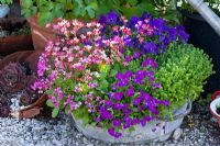 Pots et bain d'étain plantés d'Aubrieta, Saxifraga arendsii 'Highlander Rose', Sedum acrem, Sempervivum et Viola cornuta