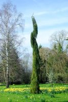 Jeune Sequoiadendron giganteum 'Pendula' - Madingley Hall, Cambridge.