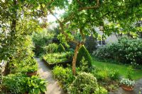 Un jardin clos derrière une maison de village avec chemin d'herbe, néflier, box topiaire, Choisya ternata et une grande variété de plantes cultivées dans des parterres et des pots. Judith Rossiter, Horn Lane, Linton, Cambridgeshire.