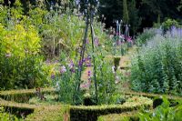 Lathyrus odoratus grandissant des obélisques métalliques - Le jardin d'herbes à l'école de cuisine Ballymaloe