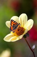 Dahlia 'Summertime' avec papillon
